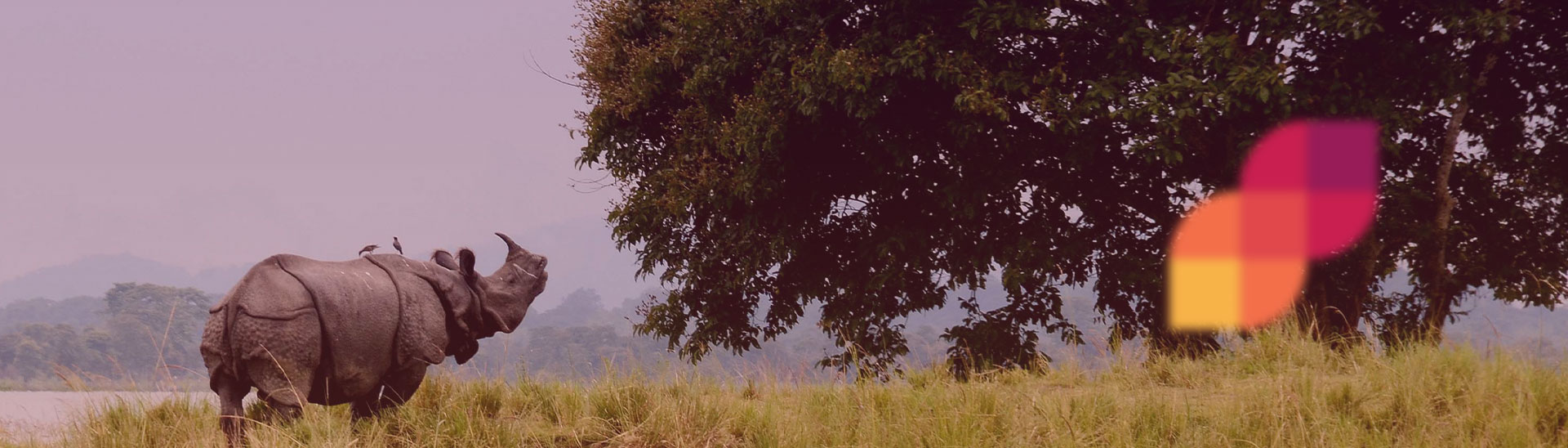 Kaziranga National Park